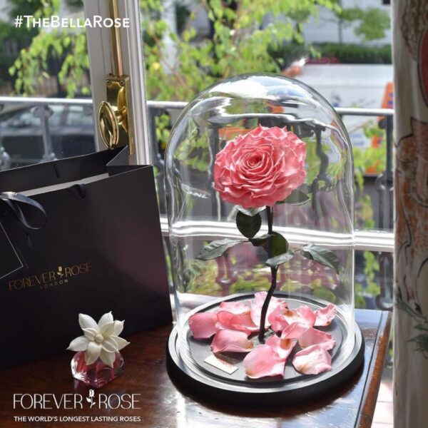 peach preserved rose