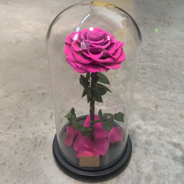 dark pink preserved rose