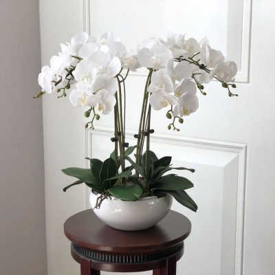 white garden