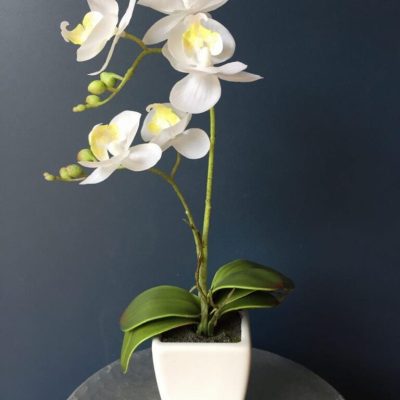 white orchid garden
