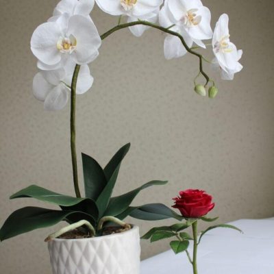 blooms in white