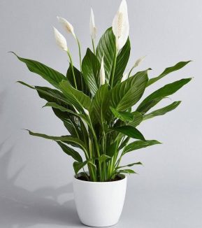 Indoor Plants