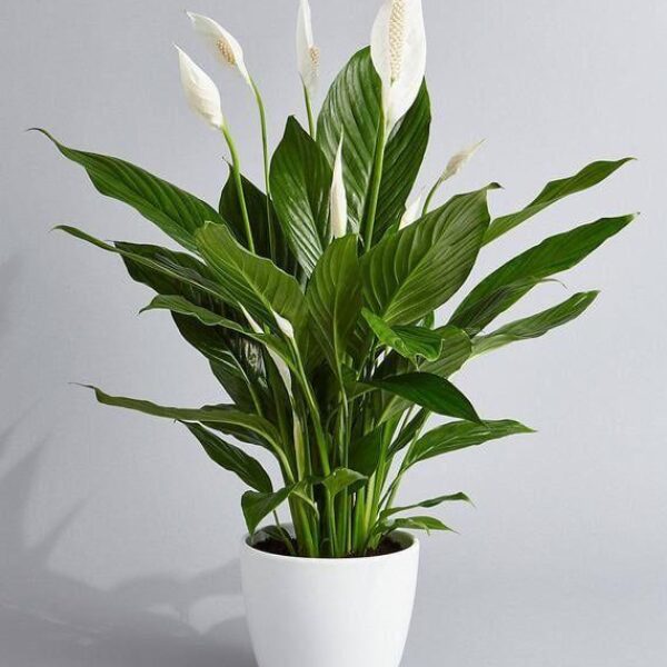 spathiphyllum