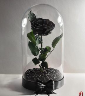 Preserved Roses