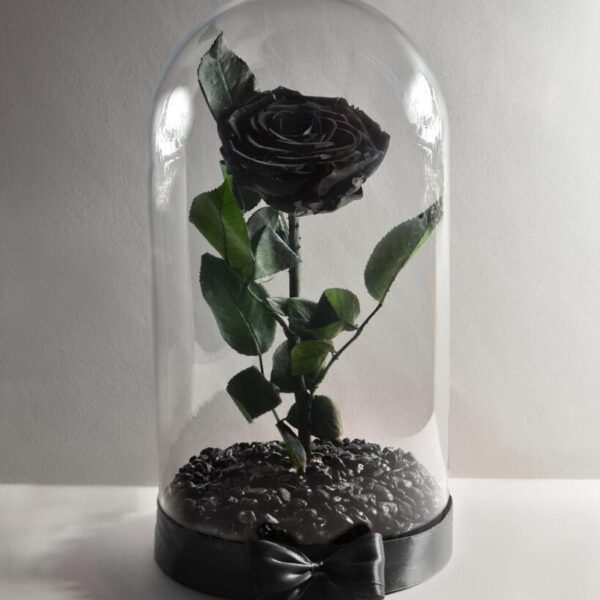 black preserved rose