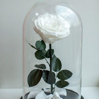 white large preserved rose