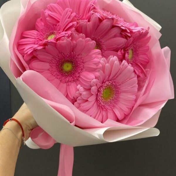 PINK GERBERA